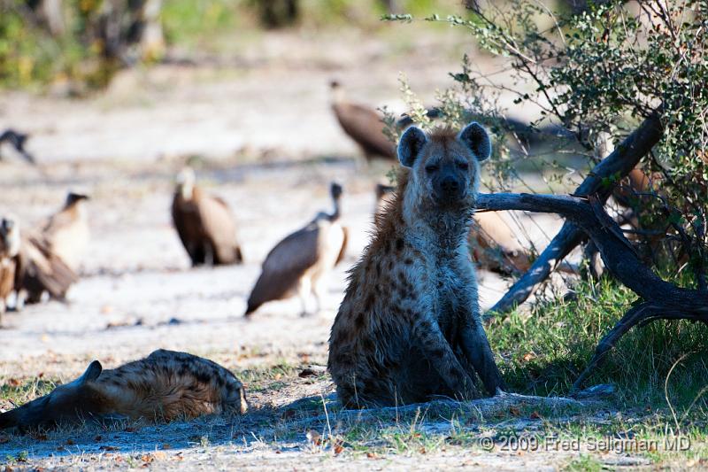 20090617_170547 D300 X1.jpg - Hyena Feeding Frenzy, Part 2.  Hyena on guard duty